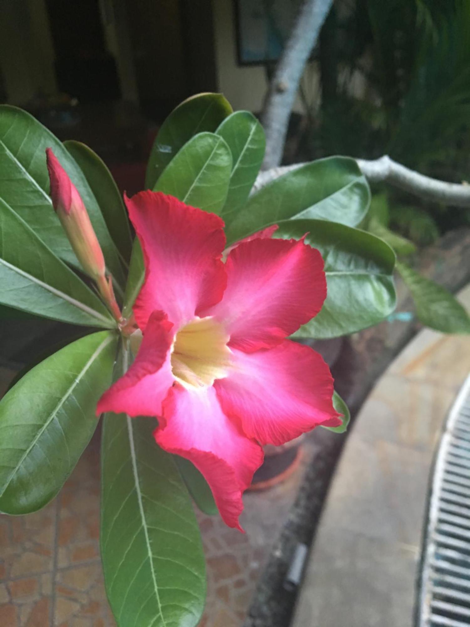 Secret Garden Inn Kuta Lombok Kültér fotó